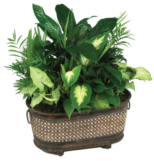 Green Planter in Basket Delivery To Philippines | Green Plants