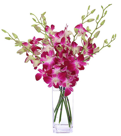 6 Pink Orchids in a Vase To Philippines | Delivery 12 Orchids To ...