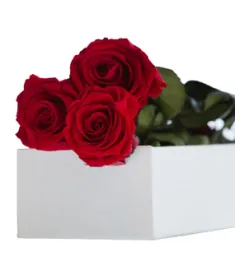 3 Pcs Roses Red Roses in Box