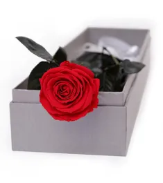 Single Red Ecuadorian Roses Rose in a Box