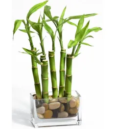 Dracaena Sanderiana Bamboo Tree Plant