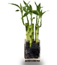 Indoor lucky bamboo in philippines