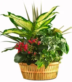 Indoor Gardening Plants Delivery Philippines