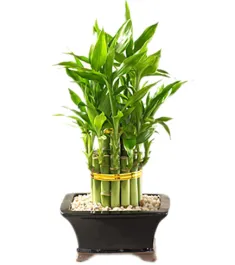 lucky bamboo online philippines