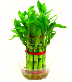 2 Layer Good Luck Bamboo Plants