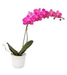 Send Orchid Plants To Philippines