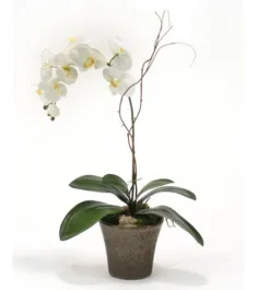 Send Orchids Plants