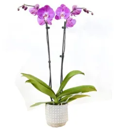 Send Yellow Orchids Plants To Philippines