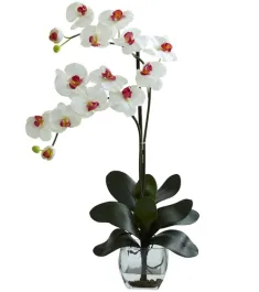 White Dendoriden Orchid - Double Stem Delivery in Philippines