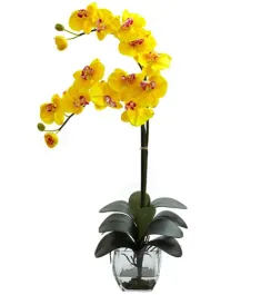 Double Phalaenopsis Orchid in Vase To Philippines