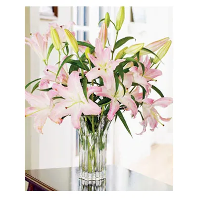 6 Pink Perfume lilies