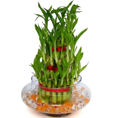 3 Layer Lucky Bamboo Delivery in Philippines