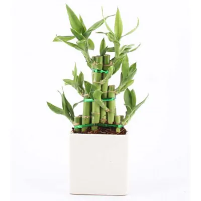 Elegant Lucky Bamboo