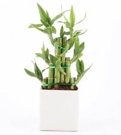 Elegant Lucky Bamboo