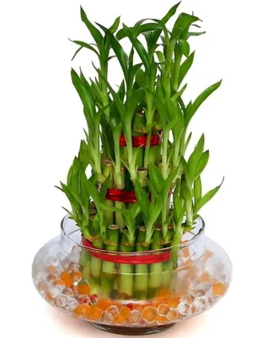 3 Layer Lucky Bamboo Delivery in Philippines