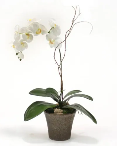 Send Orchids Plants