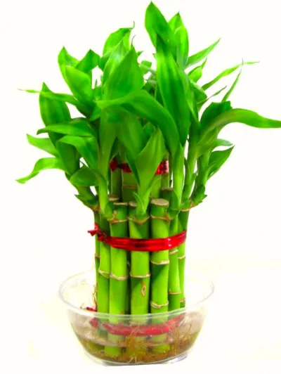 2 Layer Good Luck Bamboo Plants