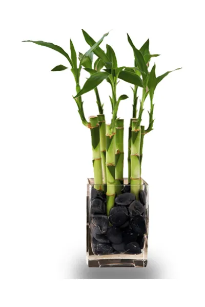 Indoor lucky bamboo in philippines