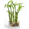 Dracaena Sanderiana Bamboo Tree Plant