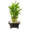 lucky bamboo online philippines