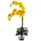 Double Phalaenopsis Orchid in Vase To Philippines