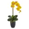 Send Yellow Orchids Plants To Philippines